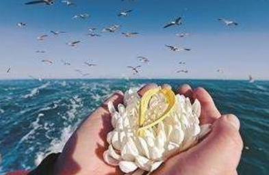 迎着海鸥把黄先生父母骨灰撒入大海