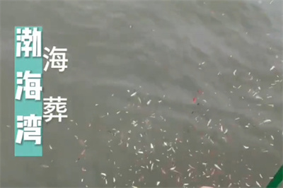 东北刘女士到三亚进行骨灰海撒