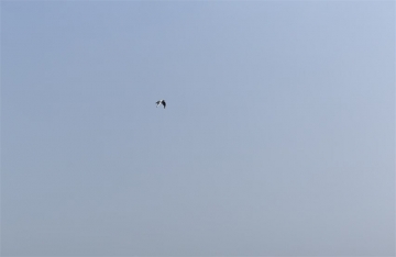 海葬骨灰应该如何撒向大海